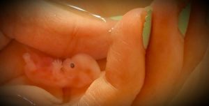Annabelle-at-8weeks.jpg