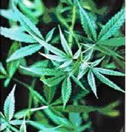 Marijuana Plant