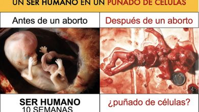 ¿Puñado de Células?