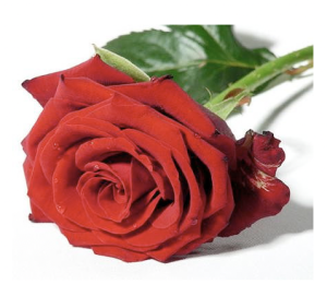 rose