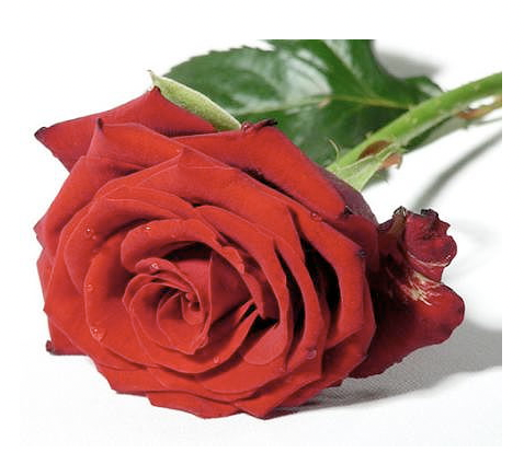 rose