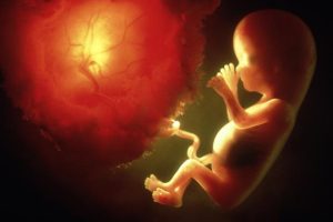 unborn baby